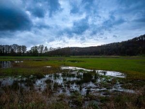 A flooded grassland with reflective standing water under a cloudy sky, framed by trees in the background at the Deeps (De Diepen) nature reserve, Milsbeek, The Netherlands. 