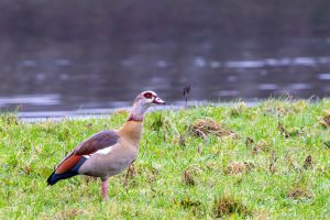 Graceful Egyptian Goose enjoying the meadow by the water's edge.