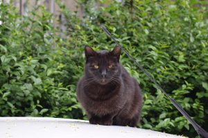 A black cat sitting on the top of the car. 