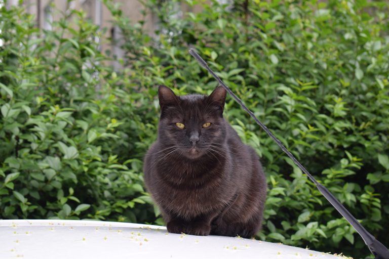 A black cat sitting on the top of the car.