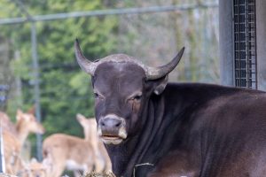 A portrait of a Banteng cow at Burgers’ Zoo, Arnhem, the Netherlands