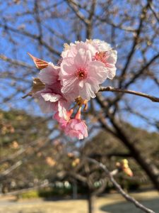 Close-up of pink cherry blossoms at Chiba Pork Park on a branch in focus, with a blurred background of a park with trees and blue sky.