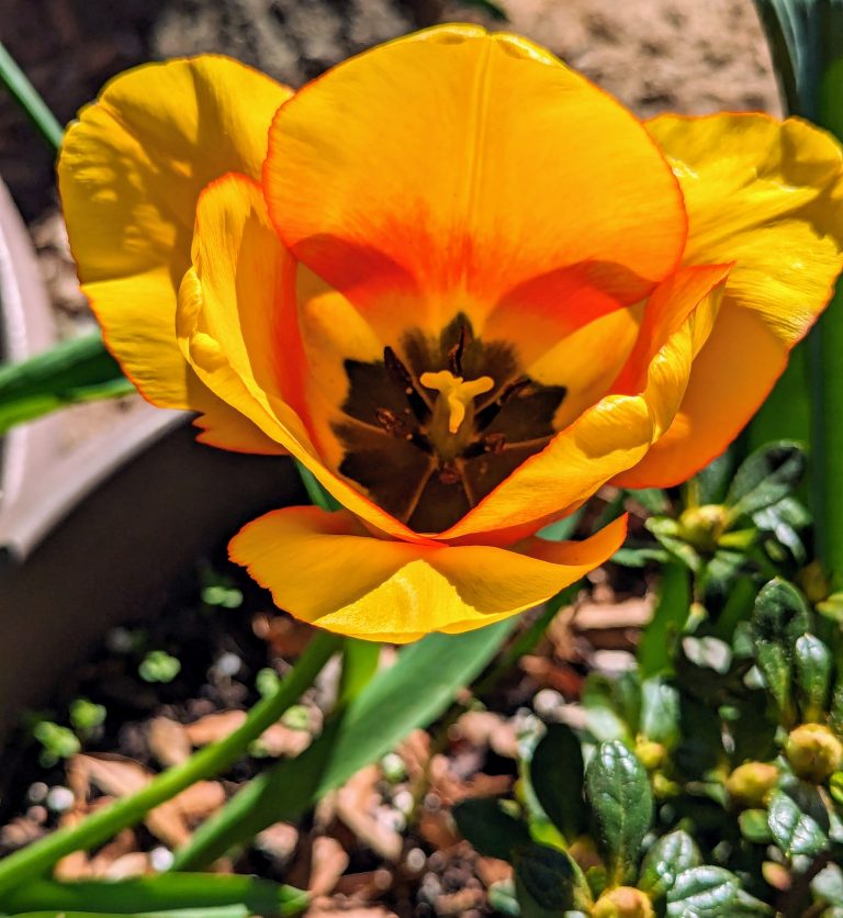 Yellow tulip with red line that looks like a heart