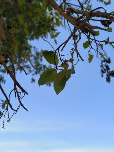 A delicate leaf against the backdrop of a blue sky.