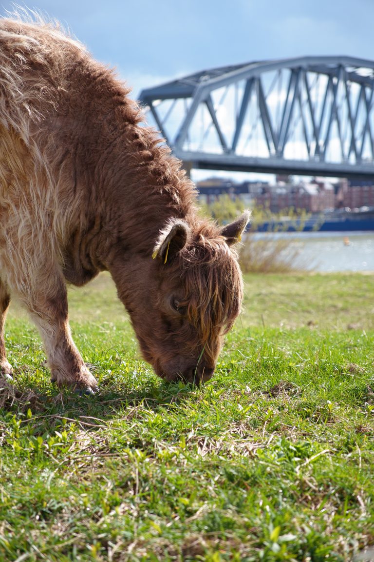 A brown cow eating grass, with a bridge in the far back.