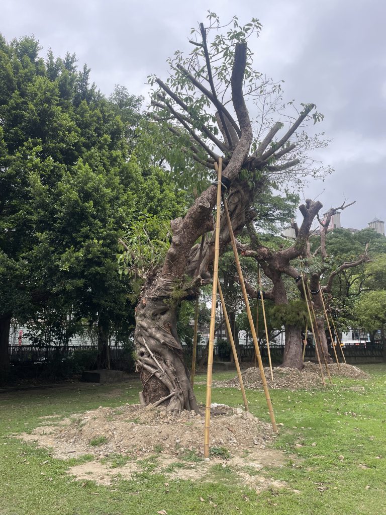 A large, twisted tree with multiple support stakes in a grassy area with green trees in the background under a cloudy sky in Taipei, Taiwan.