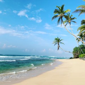 Sri Lankan white sand beach with palm trees 