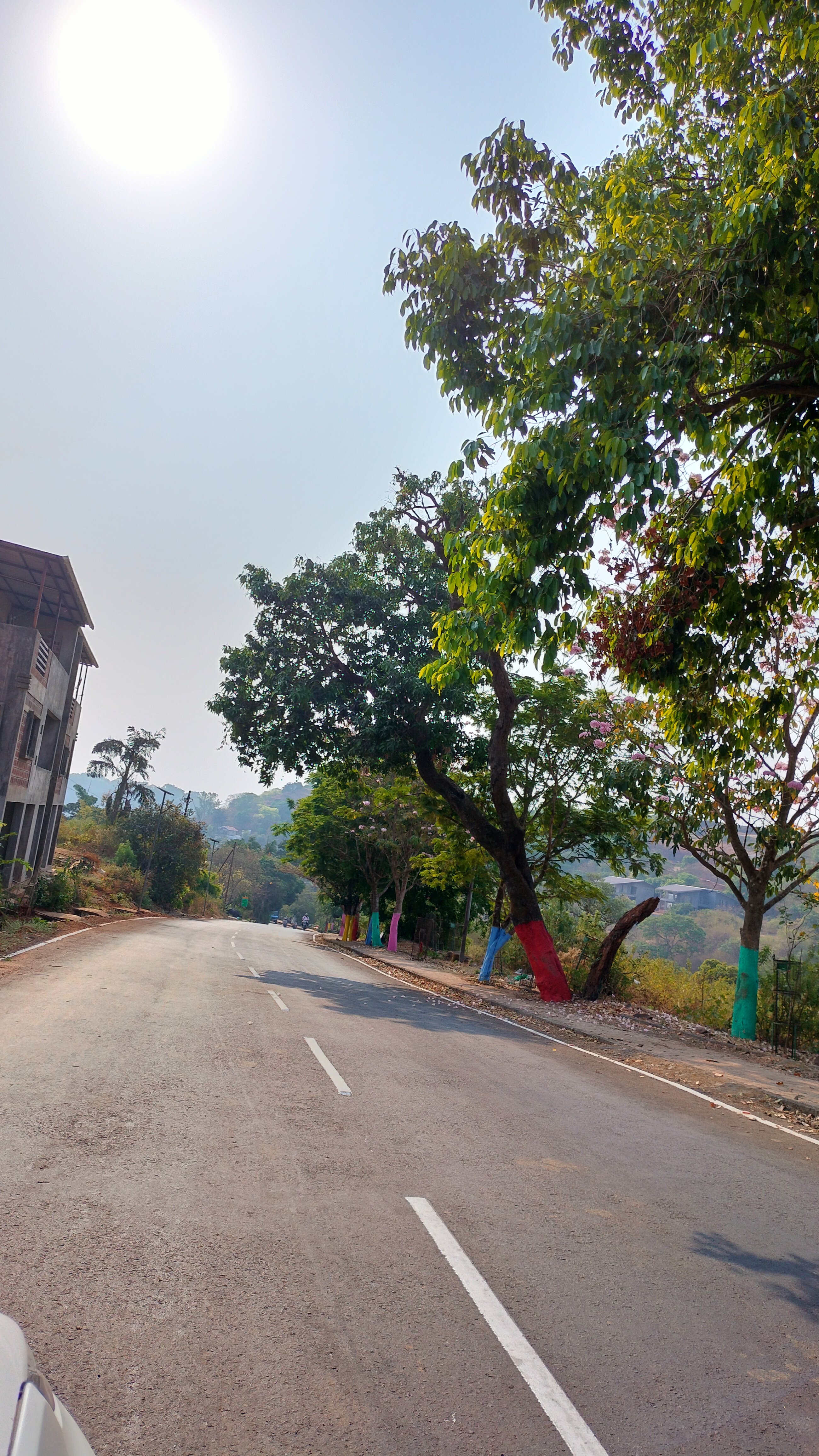 A sunny road with trees on the right side, some with colorfully painted trunks, a partially seen building on the left, and a clear sky with the sun visible at the top.
