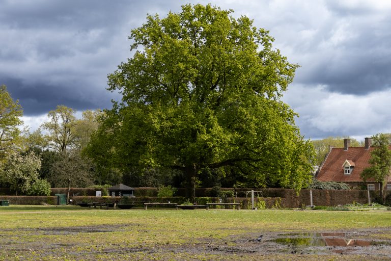 A big tree in a park after a rainy day, clouds in the sky and water pools on the ground