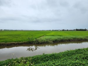 A beautiful rice fields in Hoi An town.
