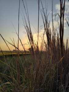 Tall dry grass against a sunset sky, showcases the silhouette of the grass blades with the sun setting in the background.