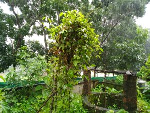 Lush green vegetation drenched in rain with a focus on a vine-covered structure, surrounded by trees and overgrown plants, under a gloomy, wet weather condition.