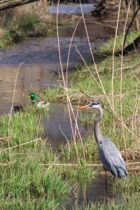 A great blue heron wades in a stream while male and female mallard ducks swim in the background.
