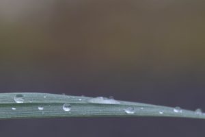 A grass blade with water droplets on it and a blurred background.