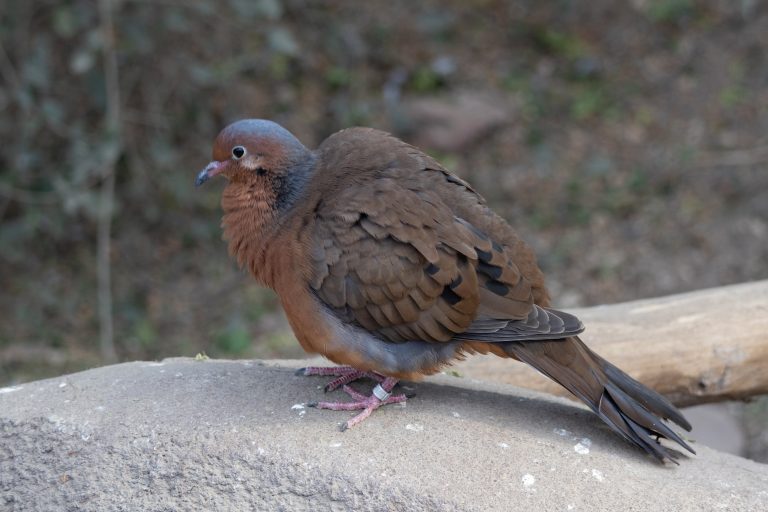 A solitary Socorro dove perched on a rock in the desert landscape, a picture of tranquility.