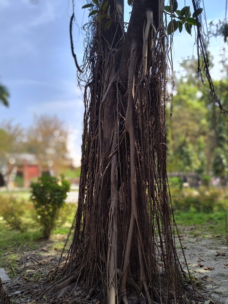 Exposed roots of a tree with intricate patterns, surrounded by greenery and a path in the background.