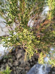 Close-up of a plant with small green buds or cones growing on its branches.