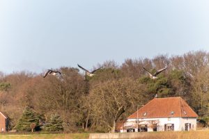 Greylag geese in flight