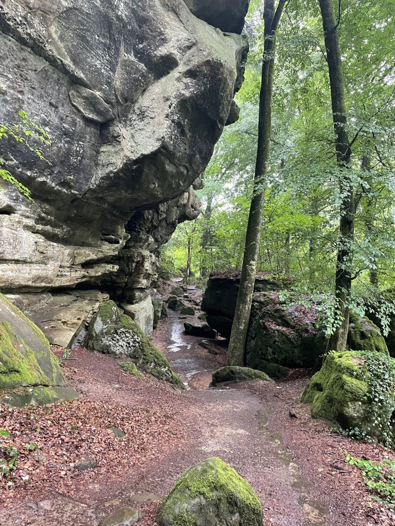 Rocky path through the forest