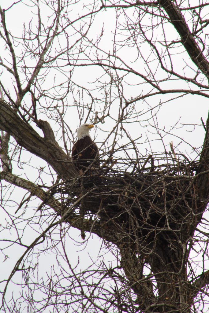A bald eagle looks out from its nest high in a tree