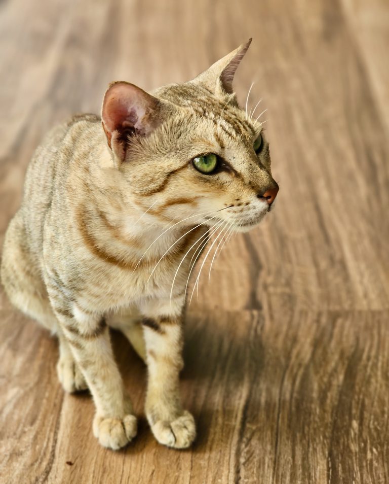 Portrait of cat waiting for food. From Kozhikode, Kerala.