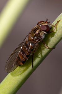 Marmalade Hoverfly close-up with shadows, sitting on a flower stem
