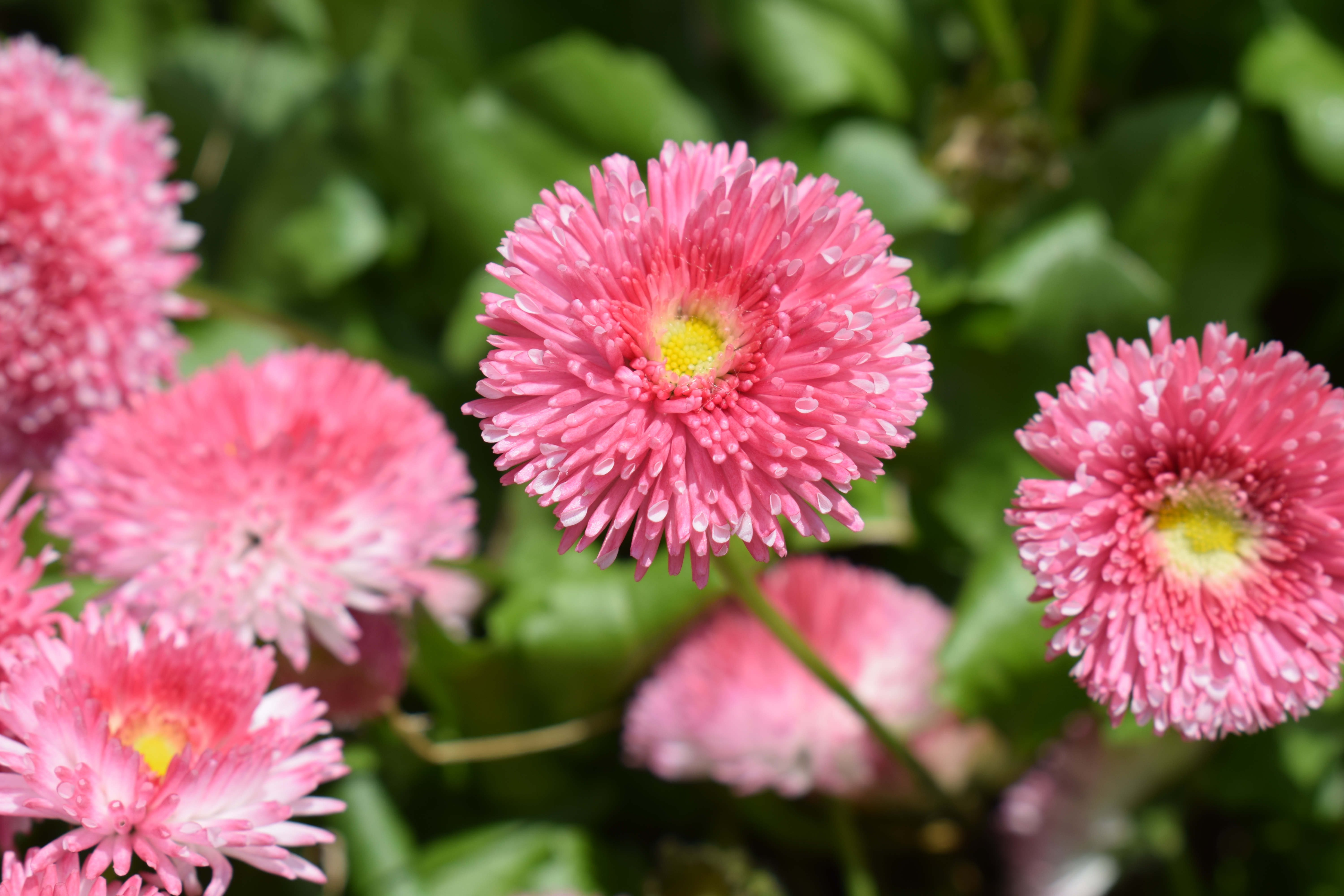 A close up of a pink flower with a yellow center and blurred green leaves in the background.