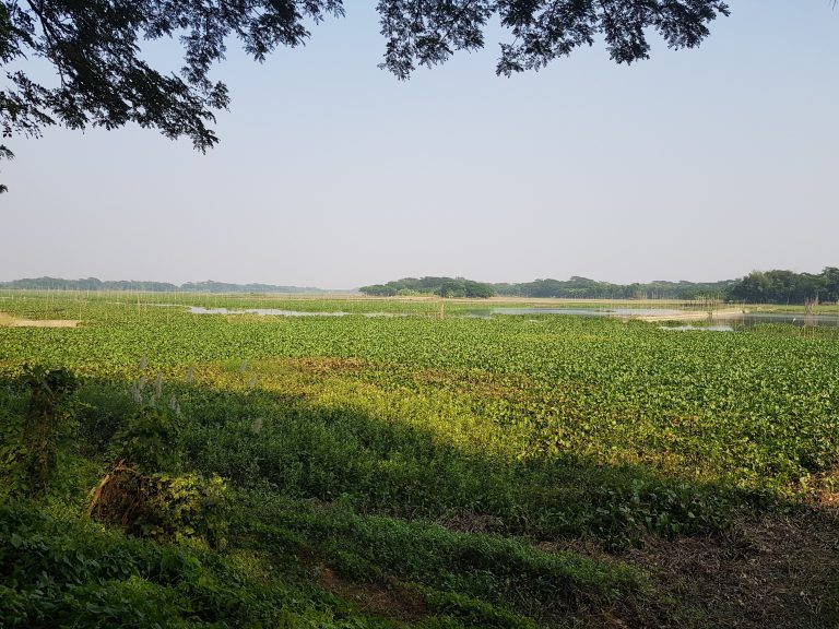 Sunny weather village side in Madaripur, Bangladesh