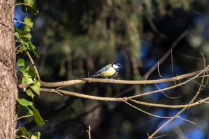 A Great tit on a tree branch in the forest