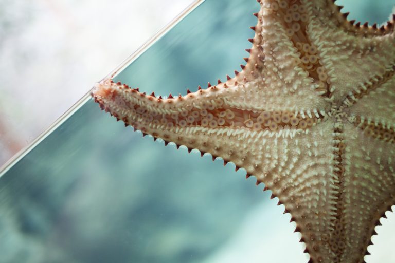 Starfish on glass