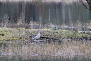 A greylag goose standing on a patch of grass at the edge of a tranquil lake with reflections in the water and dry reeds in the foreground.