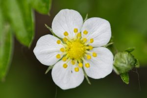 The blossom of a wild strawberry. Delicate white petals with yellow stamens on a green background.