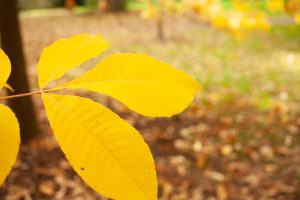 Yellow leave with a blurred background