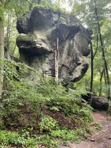 A large rock in the forest with plants and moss growing on the top, surrounded by trees