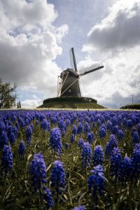 A typical Dutch mill can be seen, with some purple flowers in the foreground.