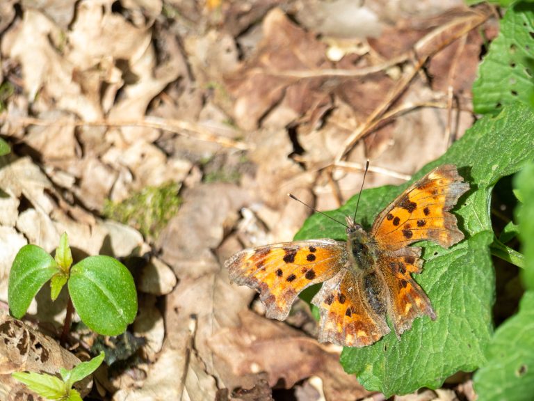 Polygonia c-album butterfly on a green leaf with brown leaves on the  ground