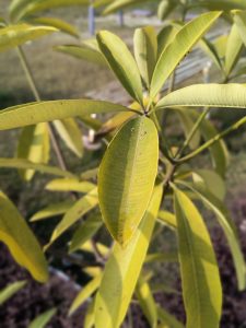 Close-up of yellow-green leaves on a plant with soft focus background.
