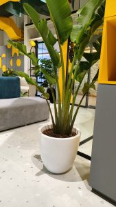 Small banana tree in a pot inside and office with bright colors