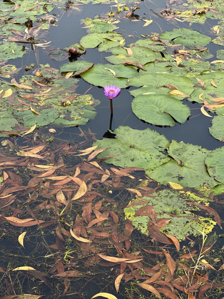 A lone purple water lily blooming amongst green lily pads on a pond’s surface with submerged fallen leaves visible underwater.