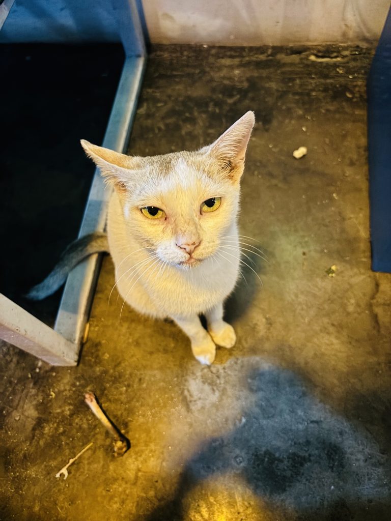 A white color cat sitting on the floor with a piece of bone on his side and staring at the top.