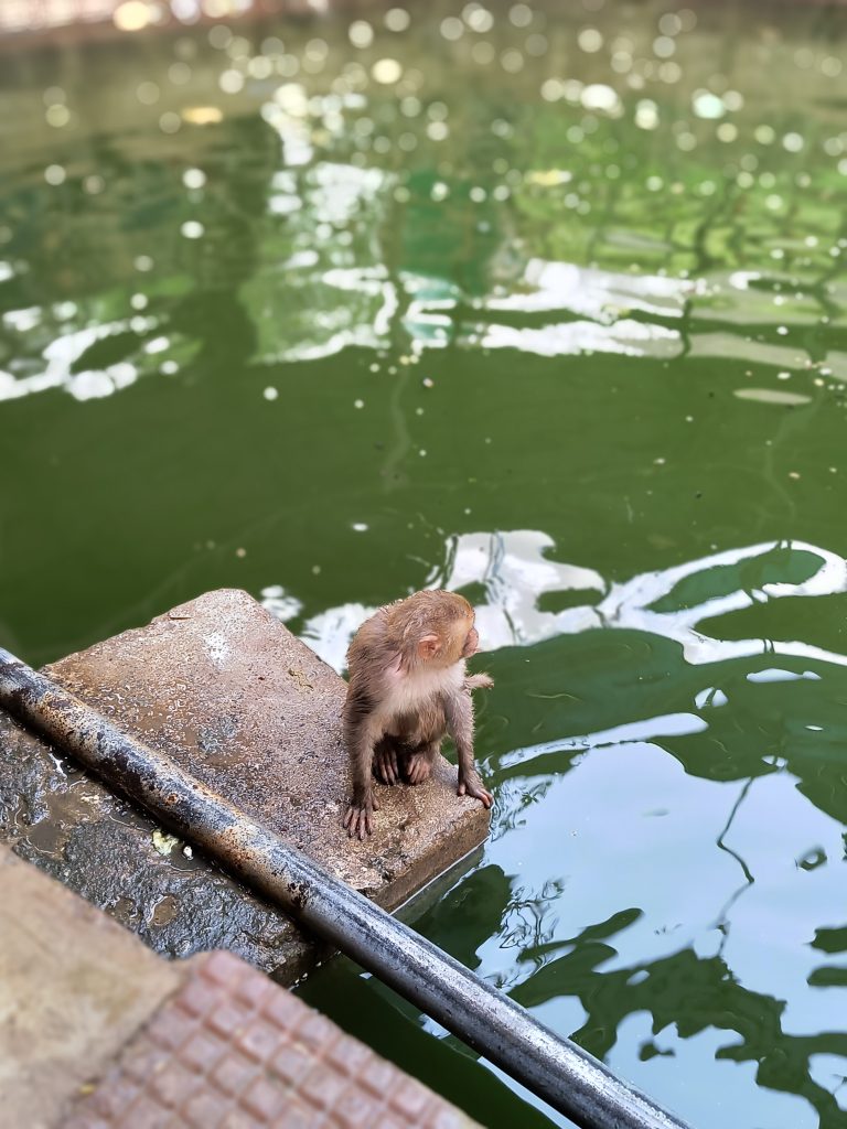 A wet baby monkey sitting on a concrete ledge by a greenish body of water, looking to its right with trees reflected in the water surface.