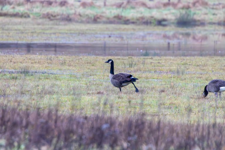 Two Canadian geese in a grassy wetland area with sparse vegetation and water in the background.