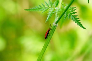 Red insect on a green plant. Close up shot.