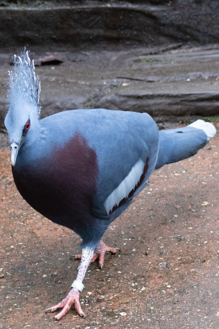 Victoria crowned pigeon