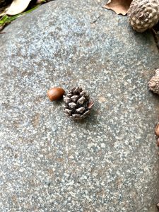 Acorns and pinecones