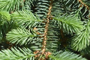 Green pine needles.