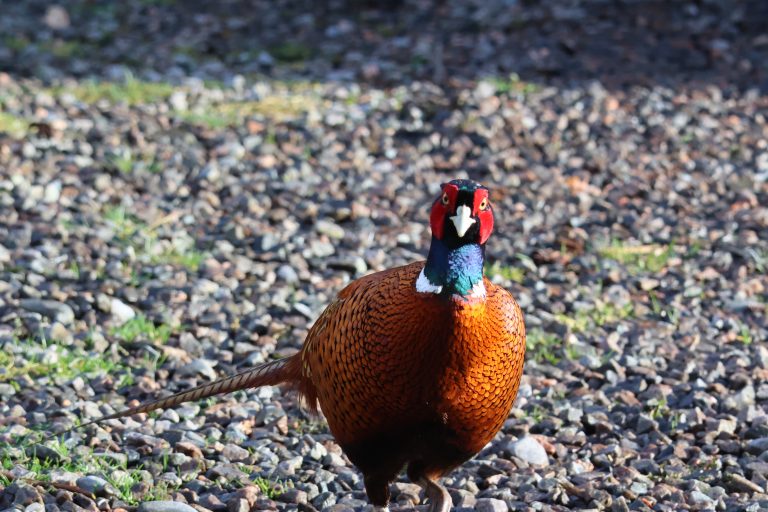 Male pheasant starring into the camera, Strathgarve, Scottish Highlands