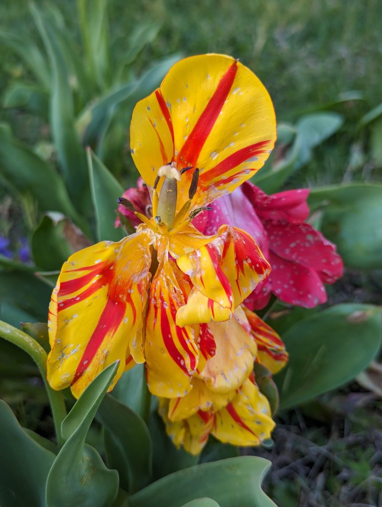 A close-up photograph of a vibrant yellow and red striped tulip, slightly wilted, surrounded by green foliage.