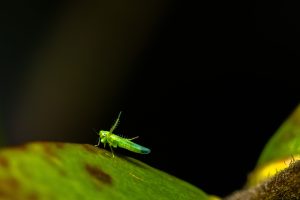 Close-up / Macro photo of a Smaller Green Leafhopper of about 2mm in size, looking at you with a dark background.