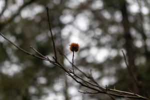 A close-up of a single sweet chestnut on a bare branch, with a blurred forest background.